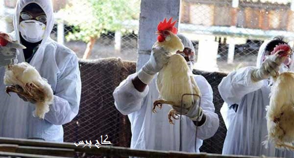 آنفولانزای-مرغی