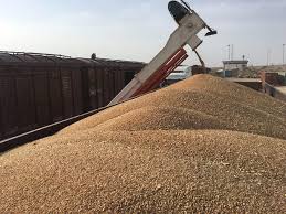 رابطه واردات گندم و گندم داخلی که روی دست کشاورزان مانده است