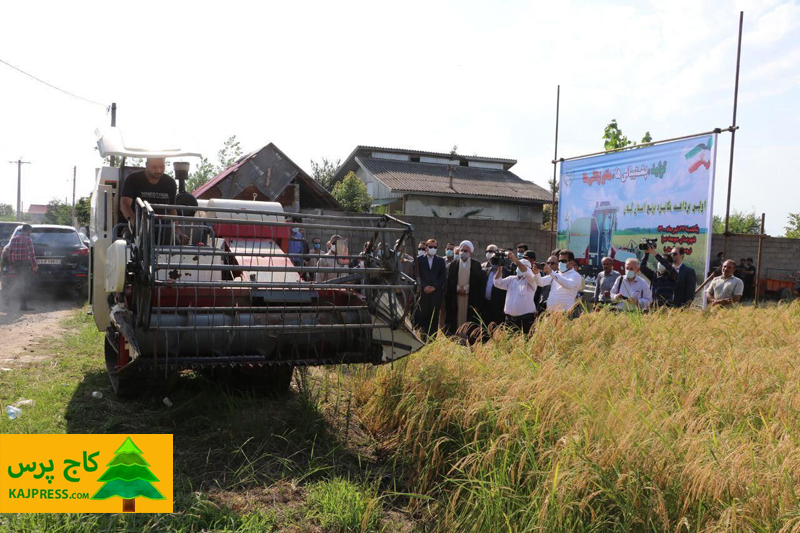 اخبار کشاورزی: نخستین برداشت مکانیزه برنج گیلان در صومعه‌سرا انجام شد