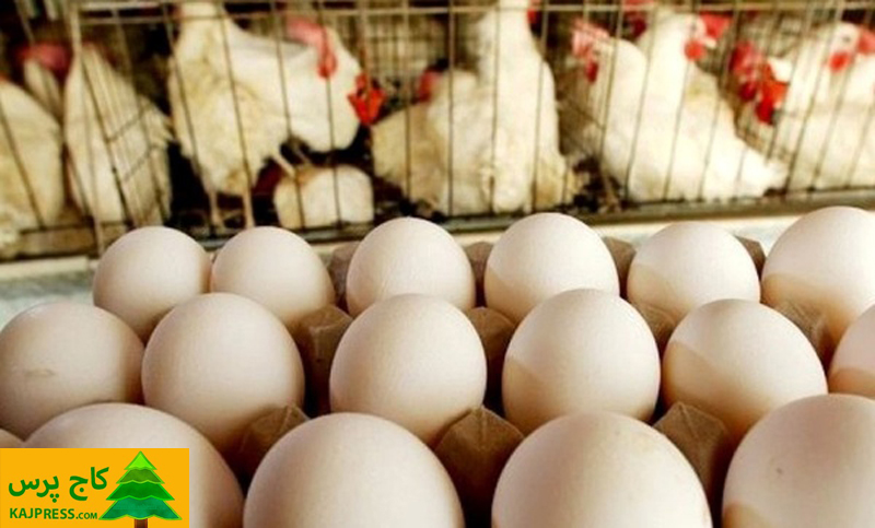 اخبار کشاورزی: کاهش جوجه ریزی در مرغداری‌ها