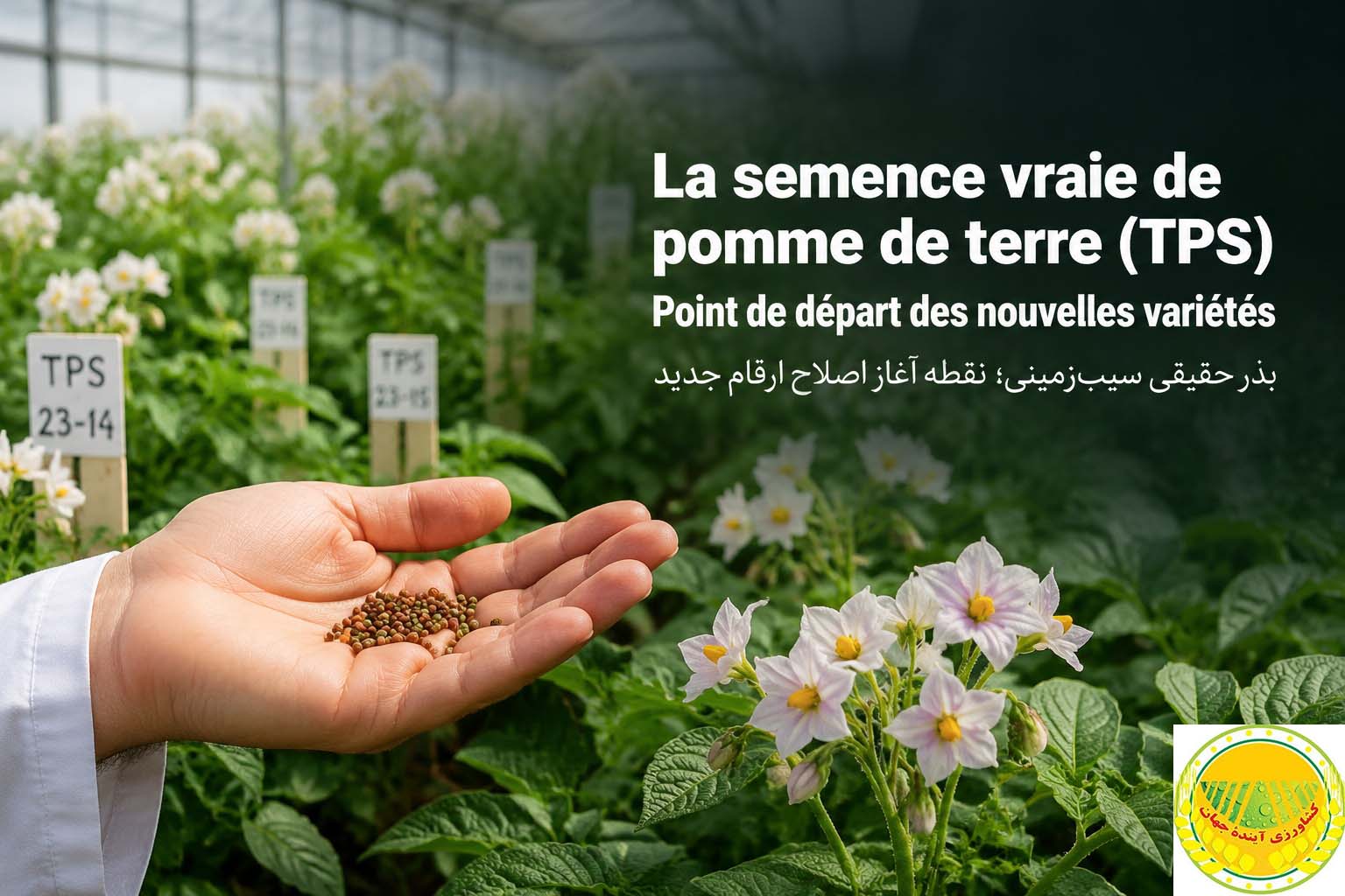 la-semence-véritable-de-pomme-de-terre-tps-un-pilier-pour-l’innovation-variétale