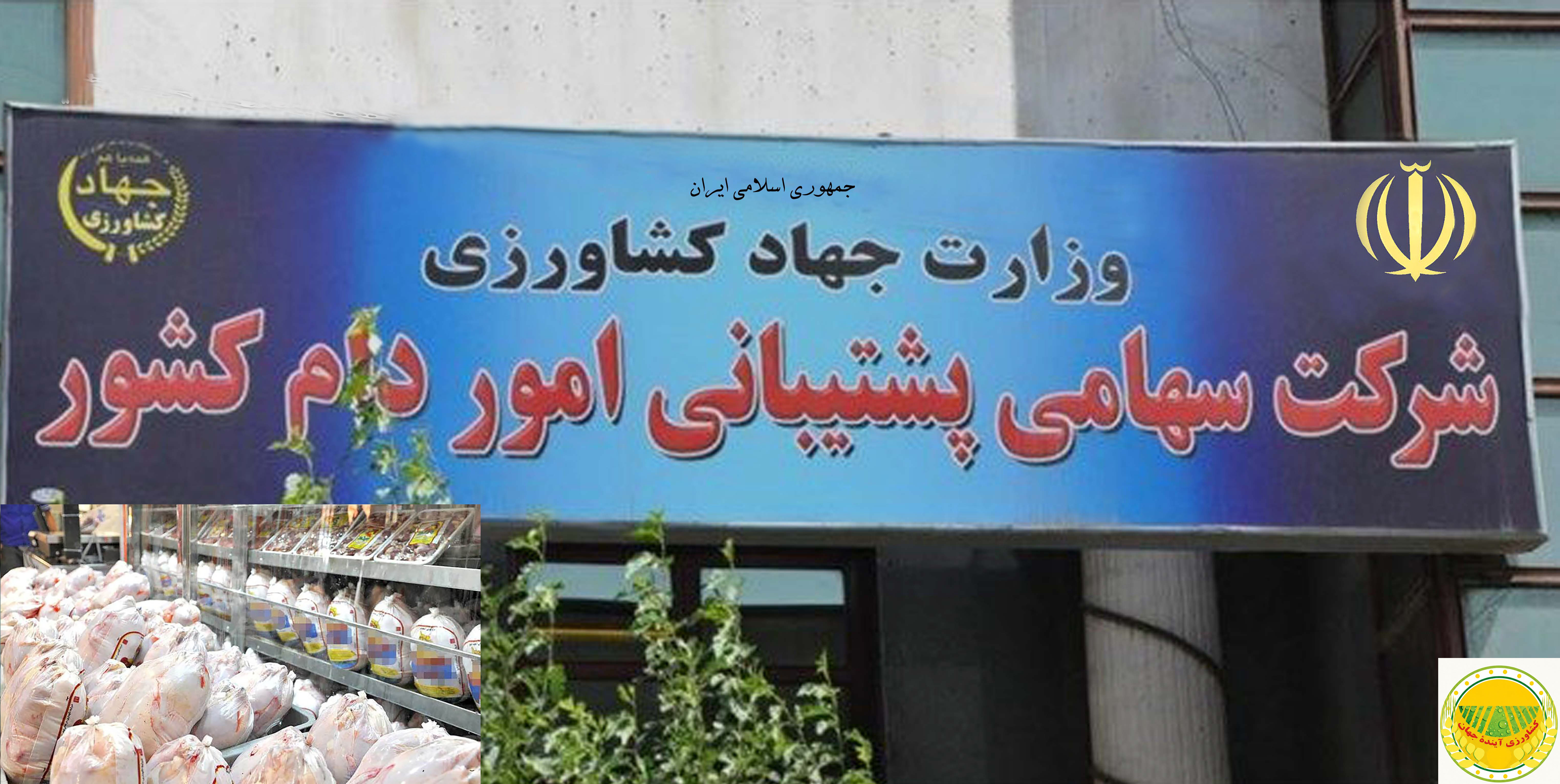 مدیرعامل-شرکت-پشتیبانی-امور-دام-کشور-خبر-داد-آغاز-خرید-حمایتی-مرغ-از-۲۳-شهریورماه
