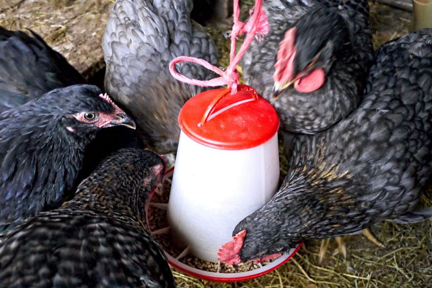 China reshapes poultry feed formulations
