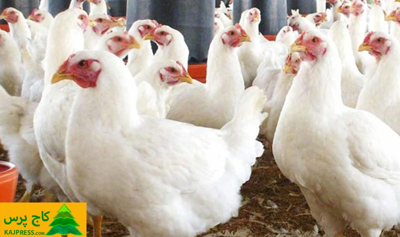 اخبار کشاورزی: سرمایه گذاری کشورهای عربی روی تولید مرغ و تخم مرغ