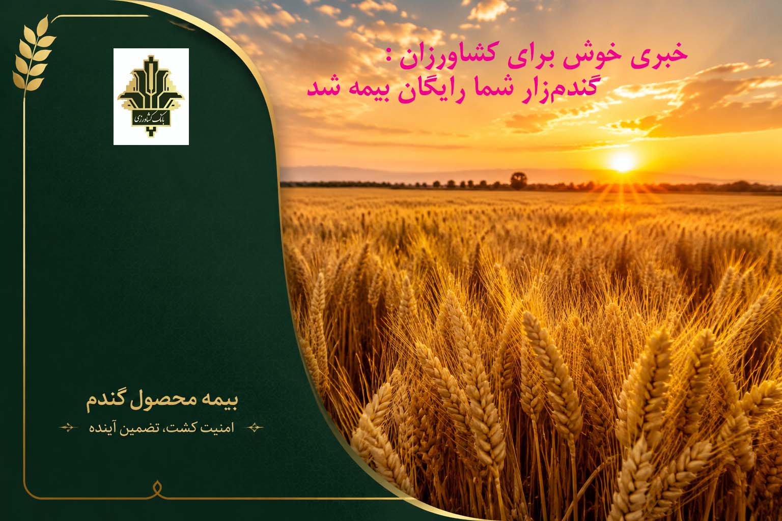 چترِ-امنِ-بانک-کشاورزی-بر-سر-گندم‌زارهای-ایران-بیمه-تمامی-۶-۵-میلیون-هکتار-گندم‌زار-کشور